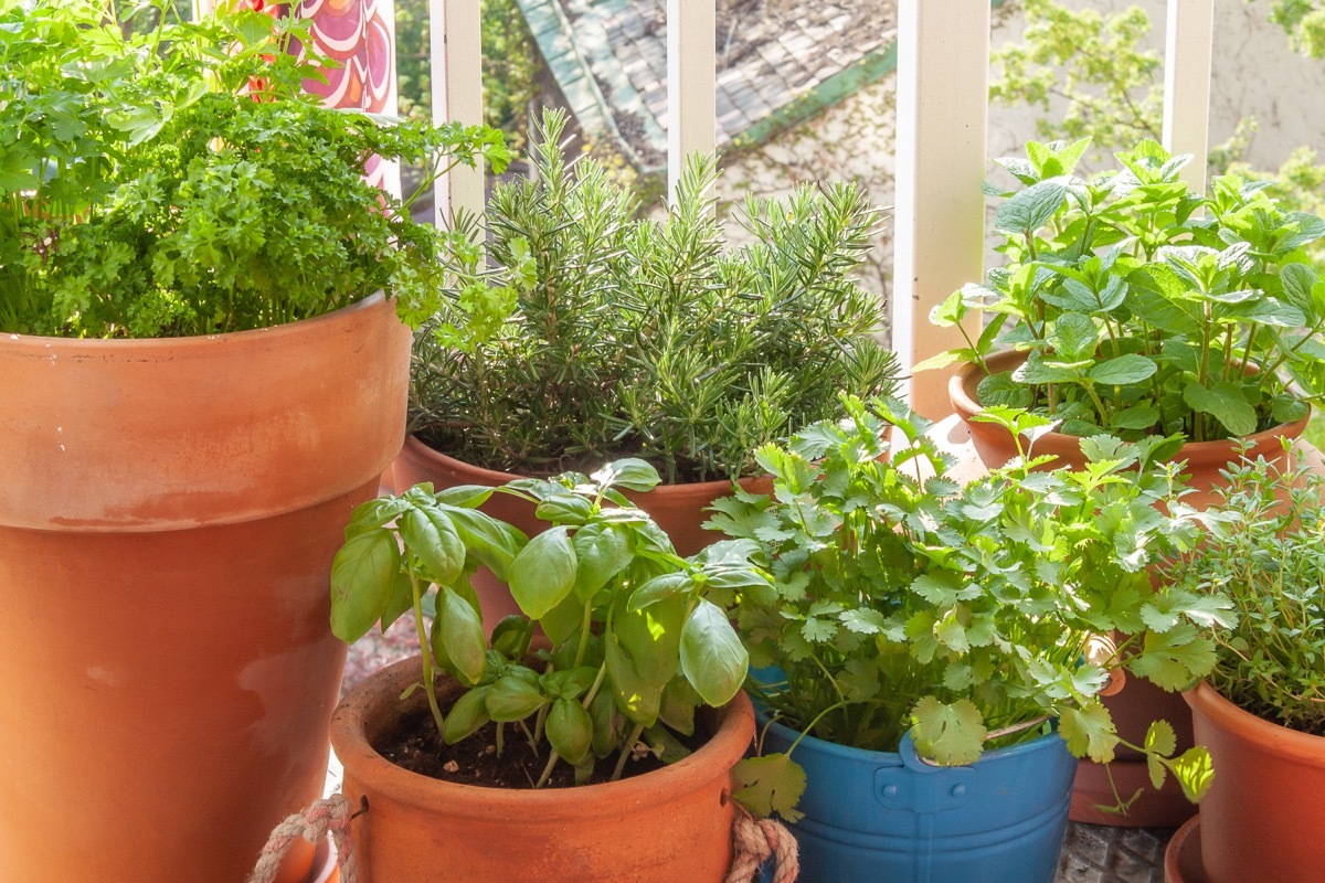 Potted Basil and Mint Plants