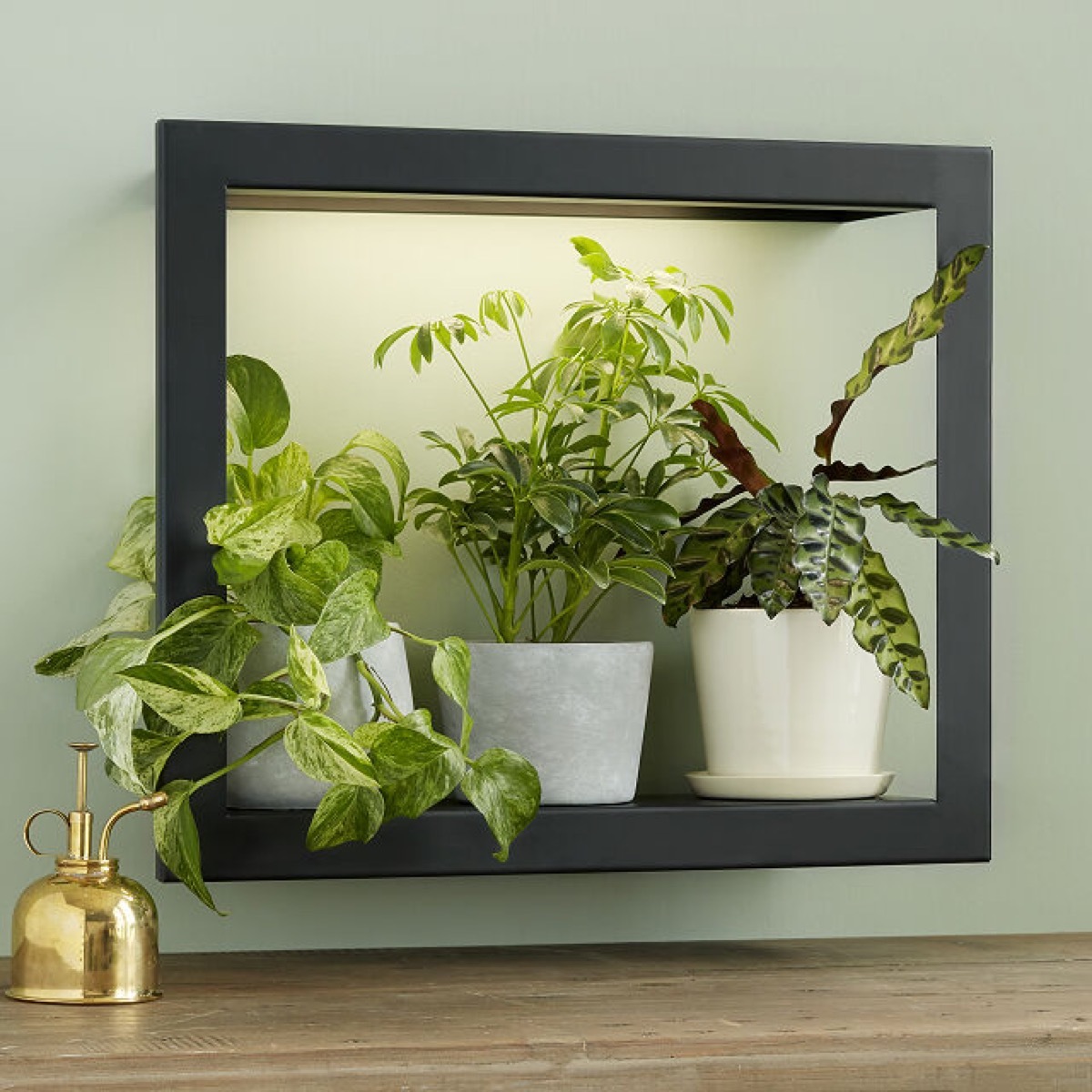 Plants in a modern grow frame