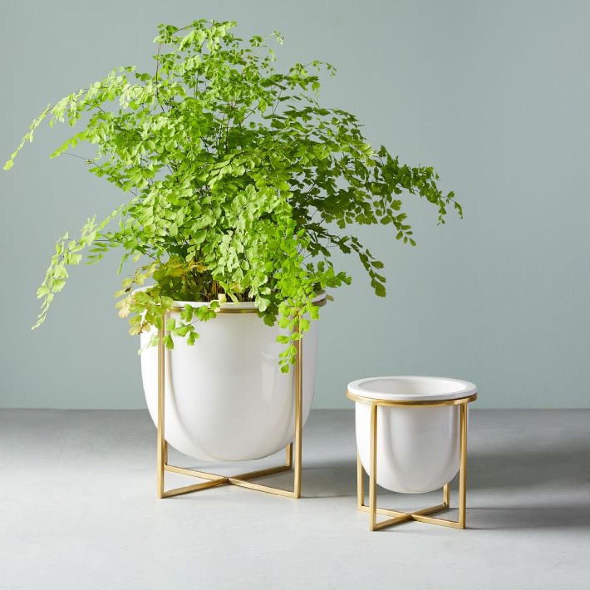 Ceramic and brass planters with plant