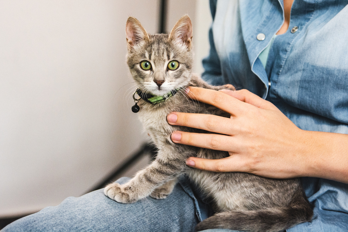 A gray kitten with green eyes sitting on its owner's lap, who's wearing all denim