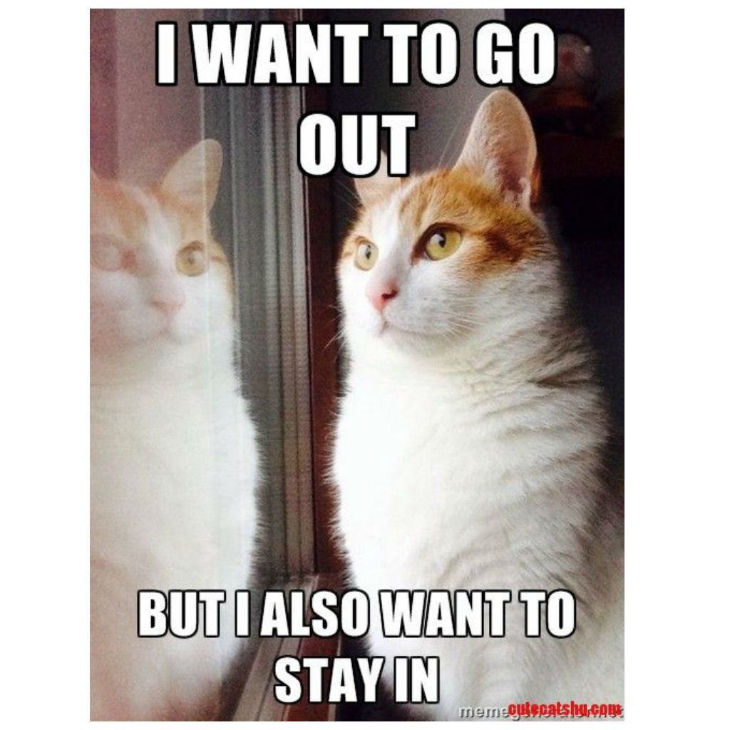 Conflicted cat memes