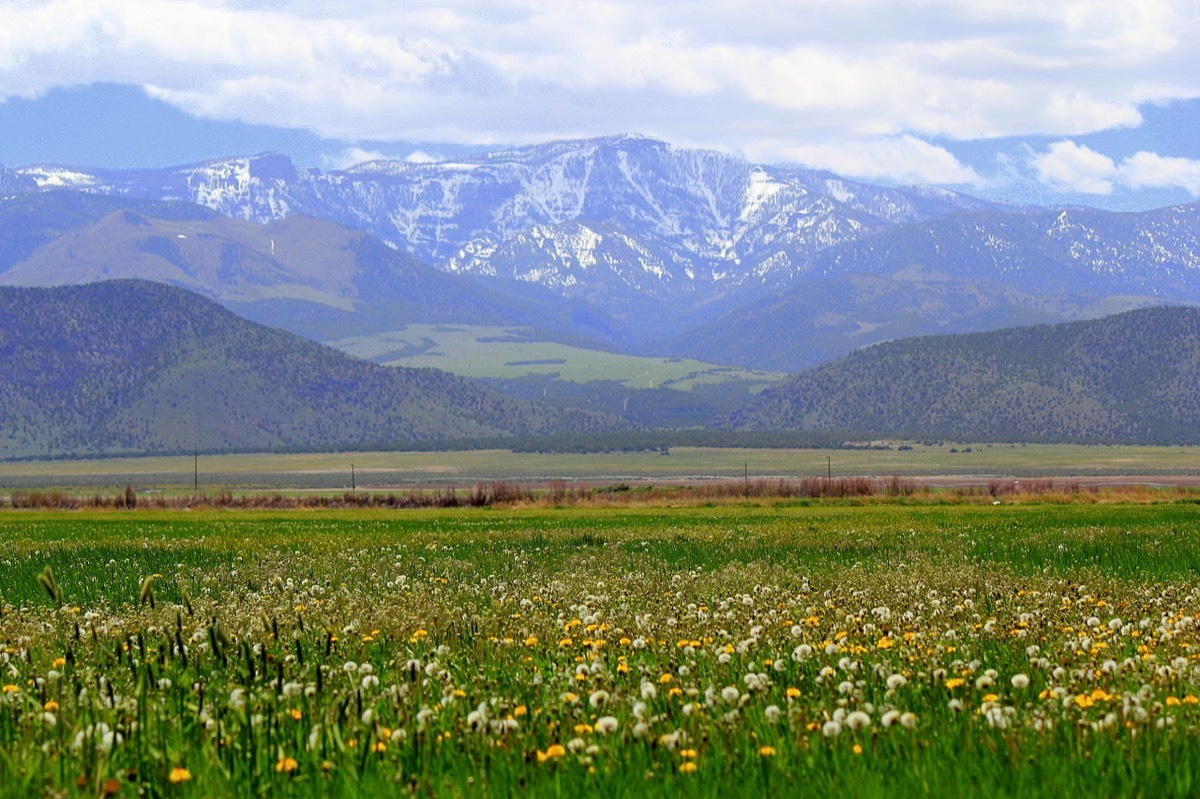  English: Unused farmland covered in wildflowers span across the photo. In the background, snow dusted mountains raise proudly into the clouds.