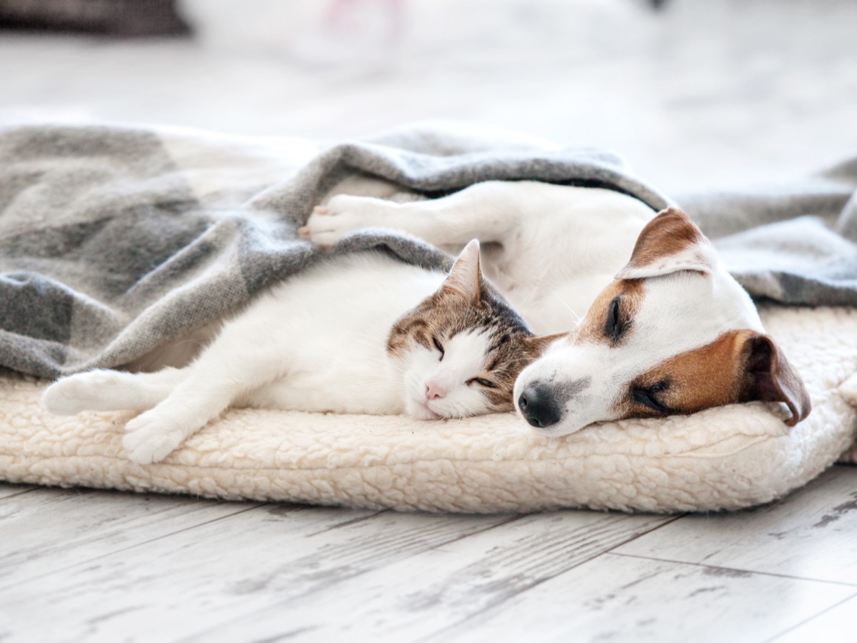 Dog and cat sharing a bed and cuddling together