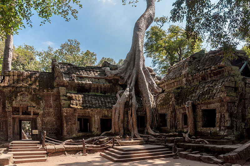 ancient religious monument of Angkor Wat where a tree grew on top of it Vietnam