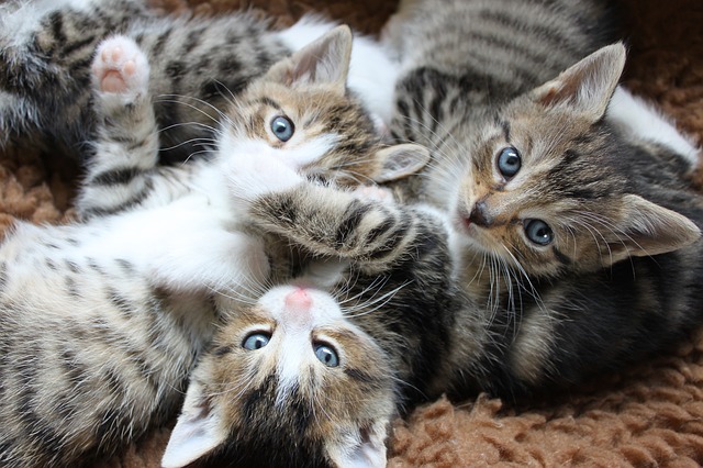 Image result for male kittens