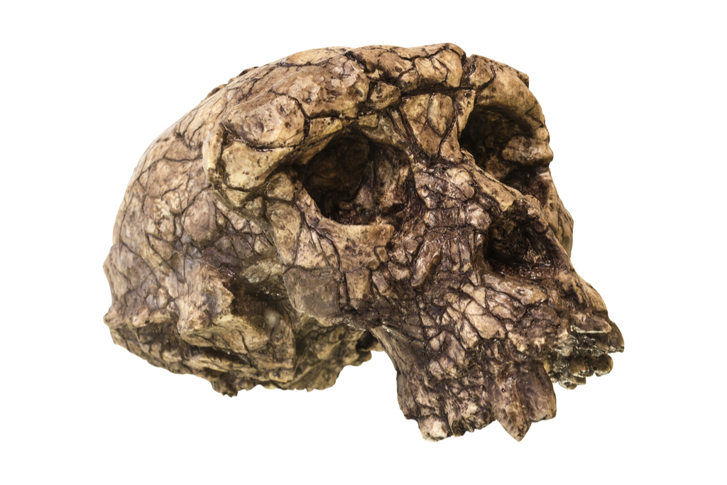 Toumai Skull Scientific Discoveries