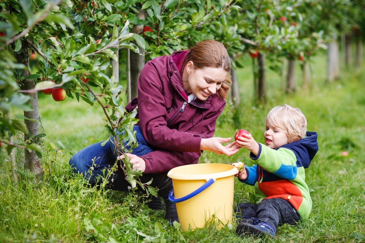 boy of two years and his mother picking red apples in an orchard
