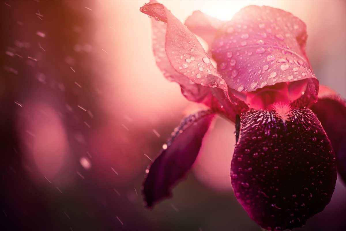 iris flower under the rain