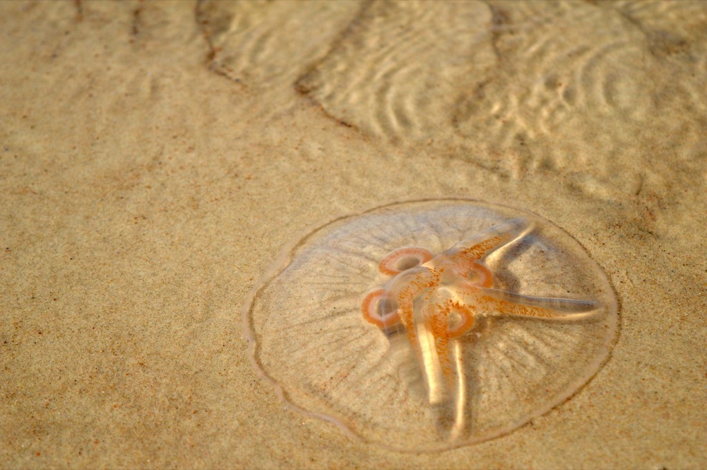 jellyfish on beach