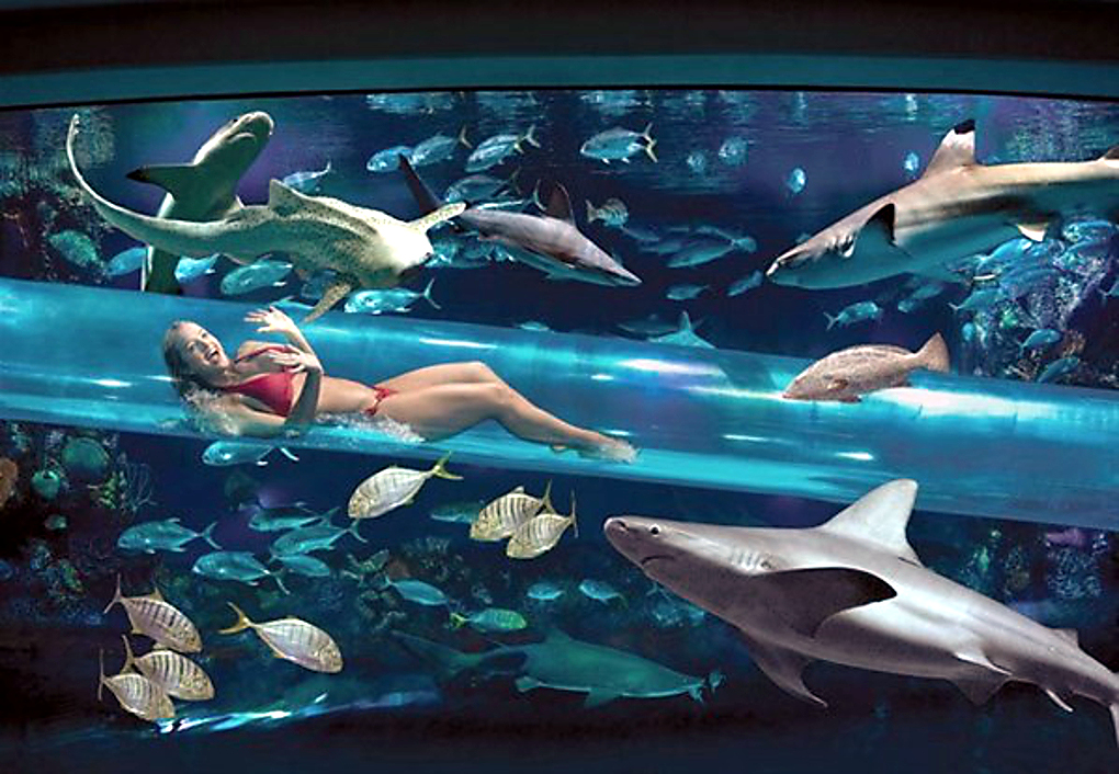 8. Golden Nugget Aquarium Pool, Las Vegas 2