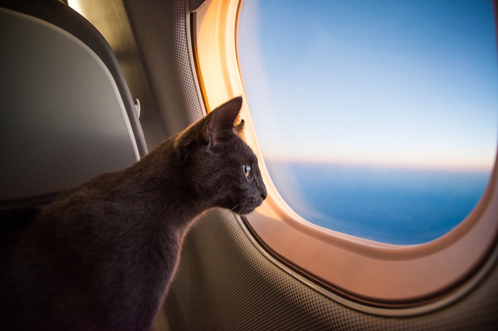 cat on an airplane - cat puns