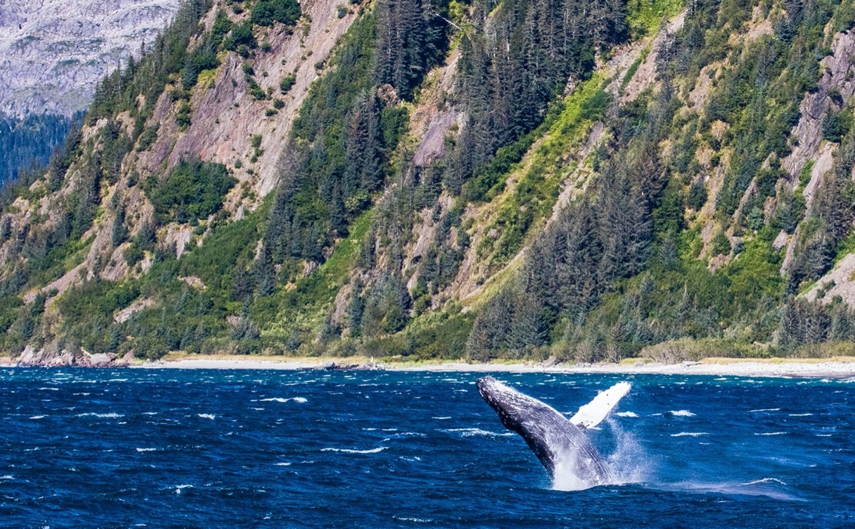 humpback whale breaching