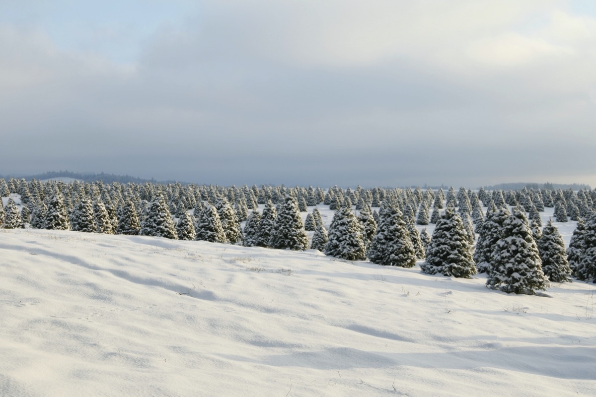Christmas tree farm in the snow