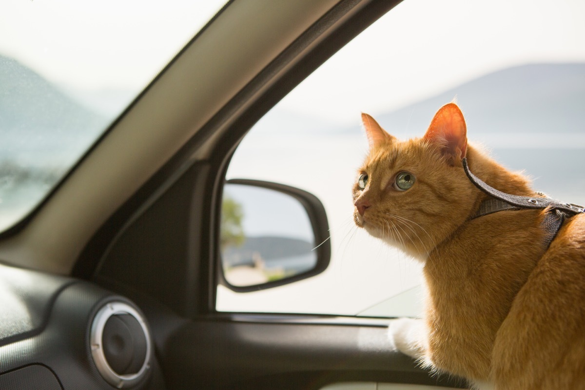 orange cat looking out window in car