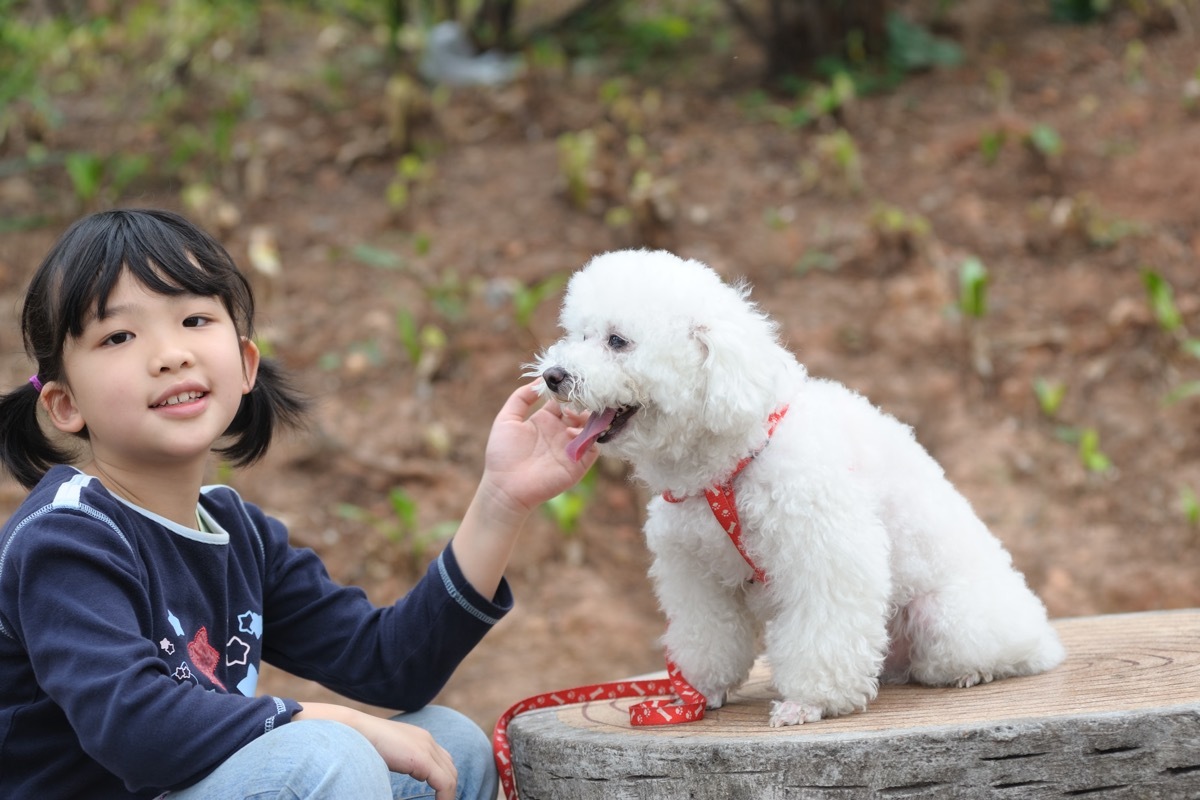 Asian kid playing with a poodle