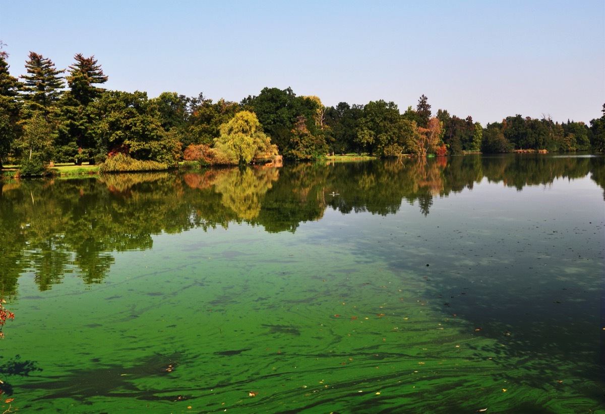 lake with blue-green algae bloom 