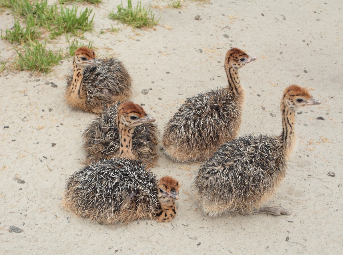 baby ostriches at ostrich farm