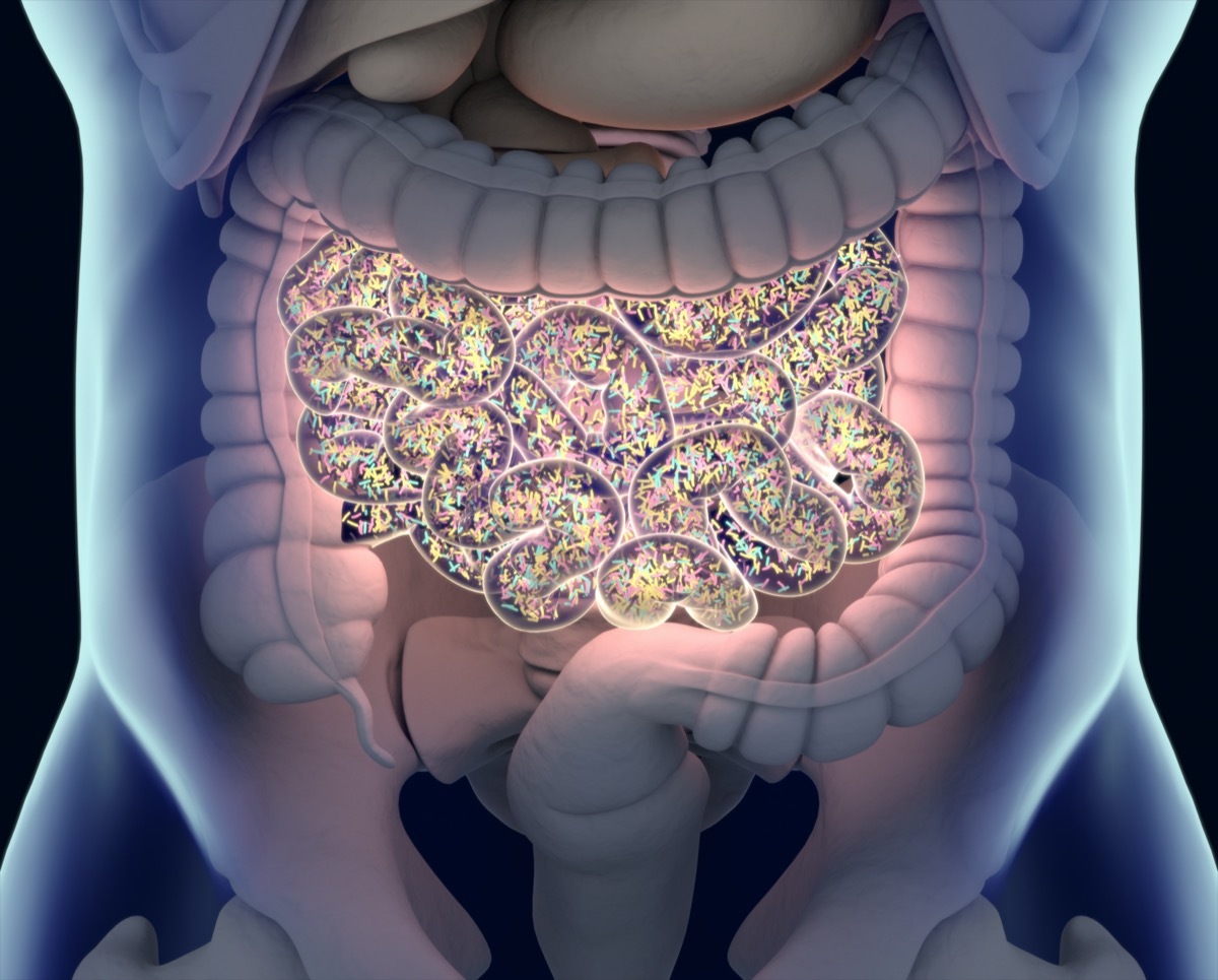 Gut bacteria , gut flora, microbiome. Bacteria inside the small intestine