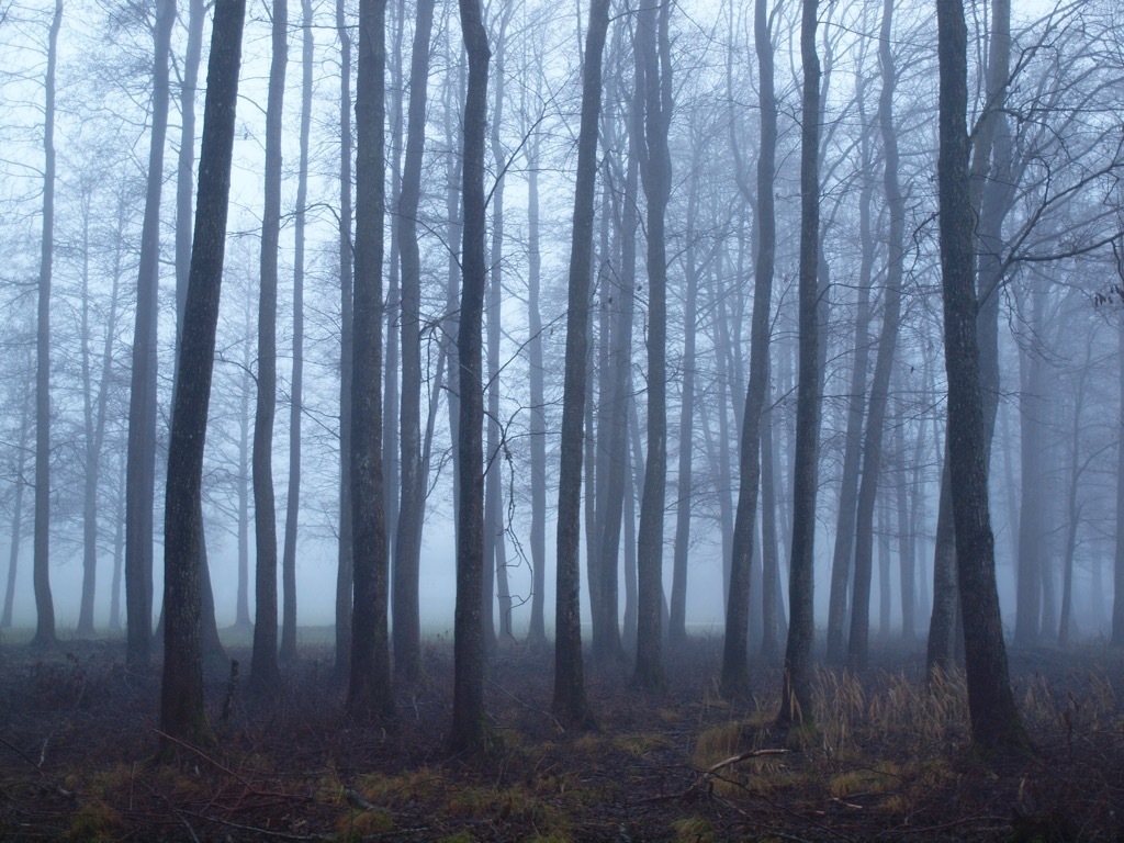creepy forest weirdest urban legend every state