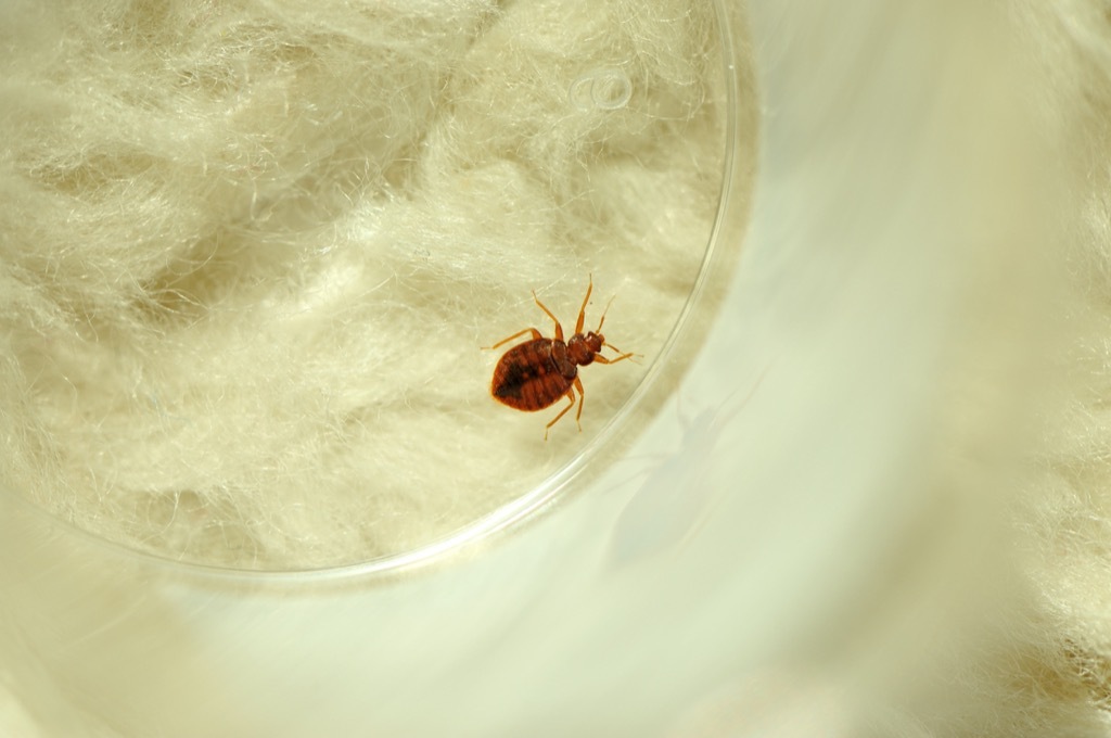 Bed bug in petri dish how to get rid of bed bugs
