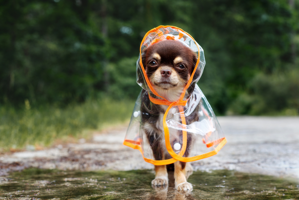 chihuaha puppy in the rain 