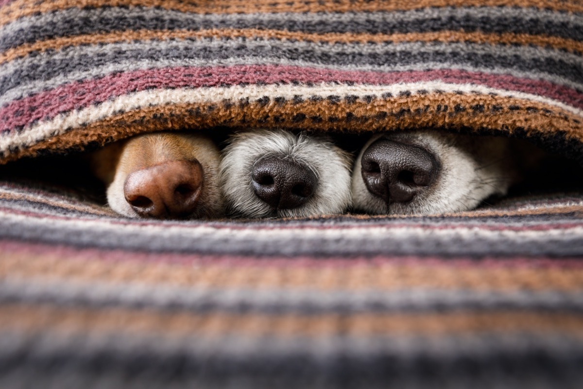 Dog noses poking out of blanket