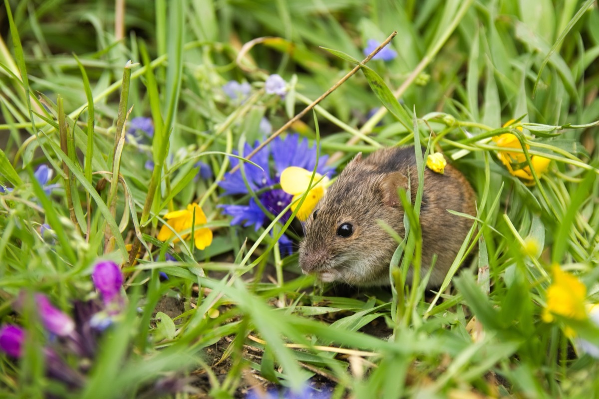 closeup of a mouse in grass