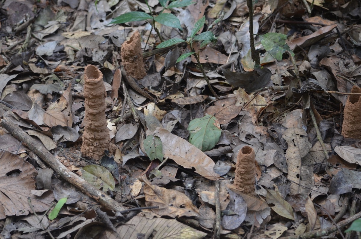 Cicada mud chimneys on ground