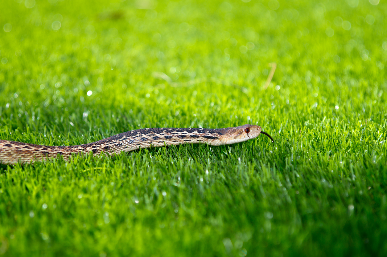 A snake traveling through grass in a yard