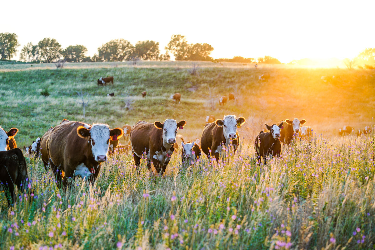 cows in pasture in thurston county, nebraska