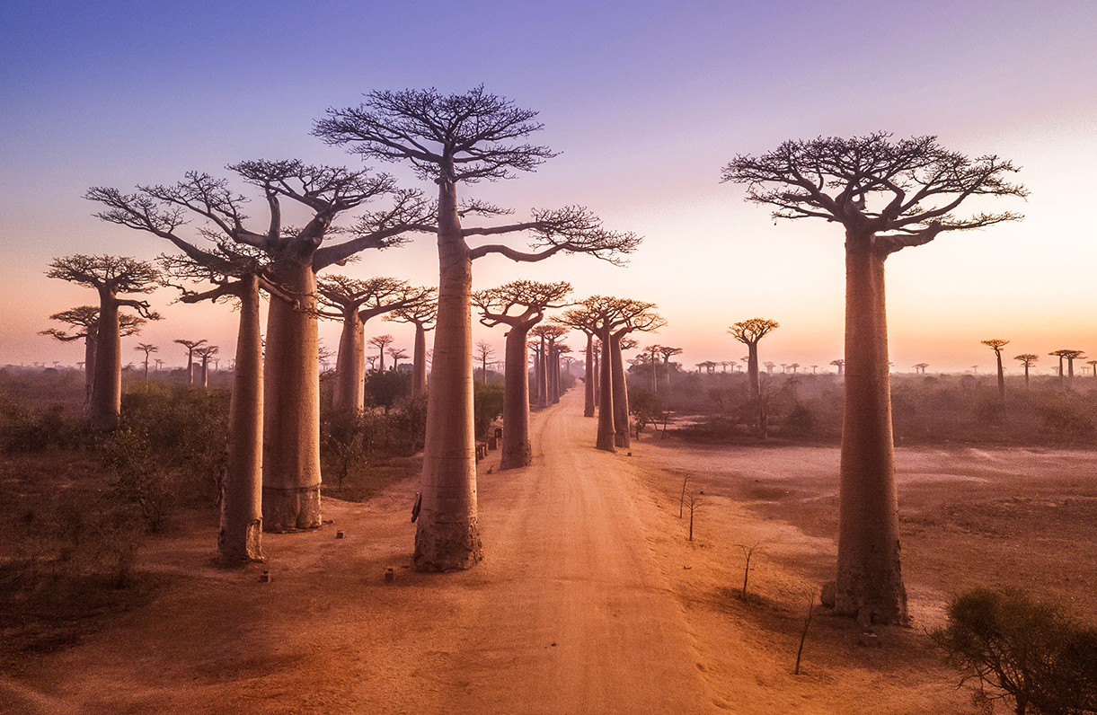 picturesque dirt road in africa hovered by gigantic baobab trees