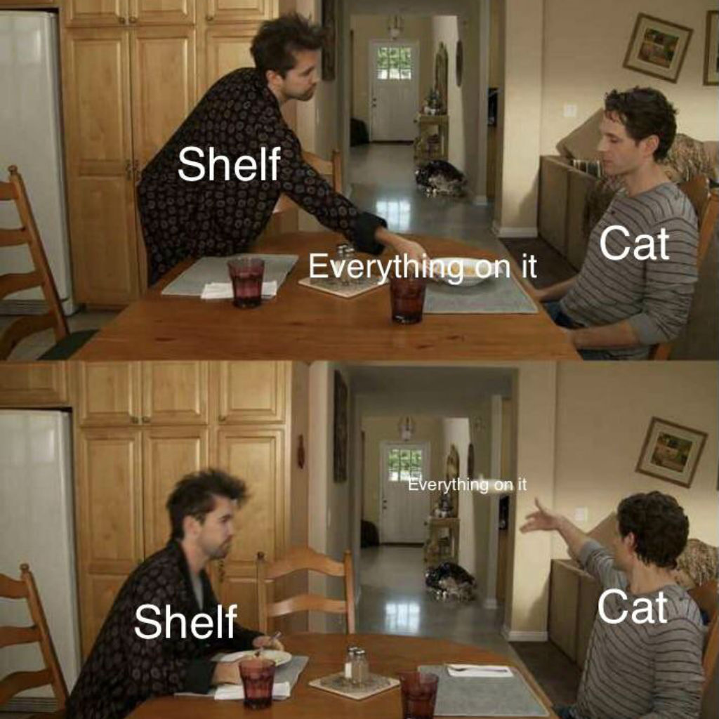 Shelves cat memes