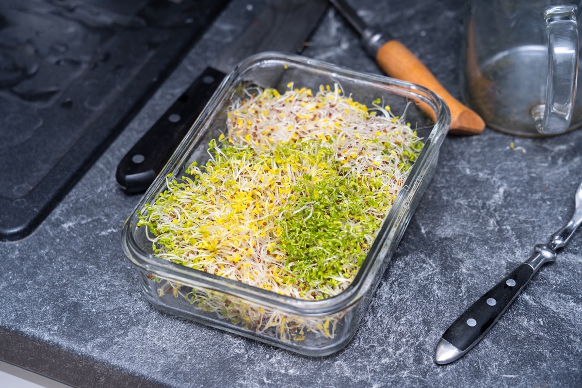 Home made broccoli sprouts in a glass container on a kitchen counter. Broccoli sprouts are very healthy and high in the cancer fighting compound sulforaphane.