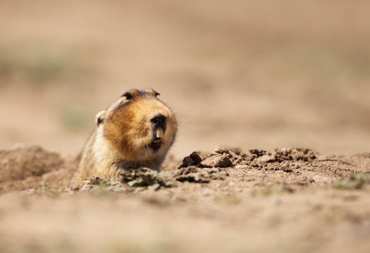 Close up of a big-headed African mole-rat, Bale Mountains, Ethiopia. - Image