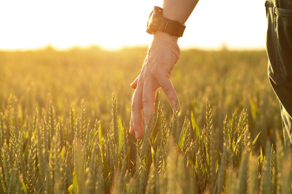 Hand touching ripening wheat grains in early summer