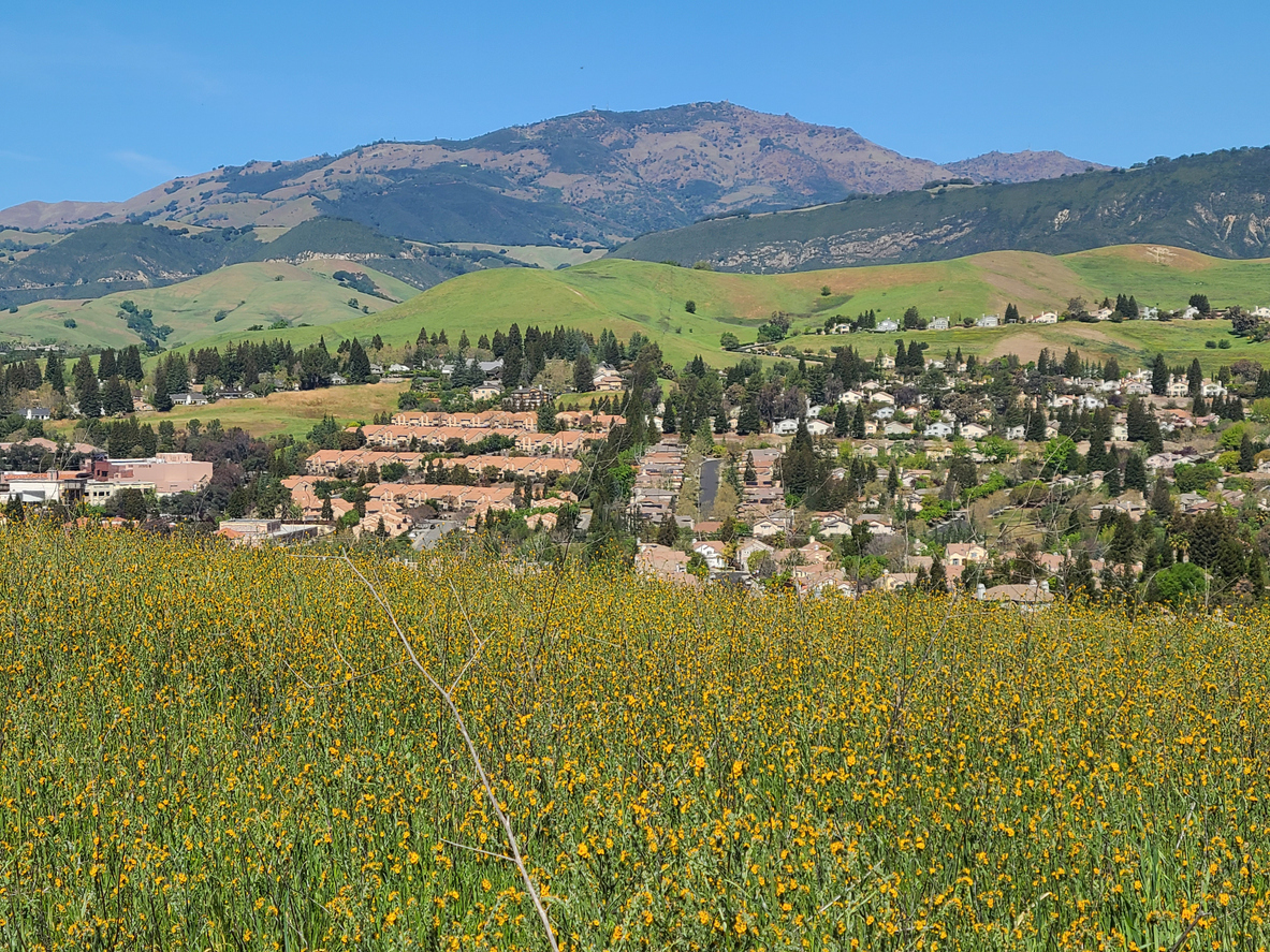 Fiddleneck flowers bloom on the slopes of the hills in the Diablo range in Danville, California