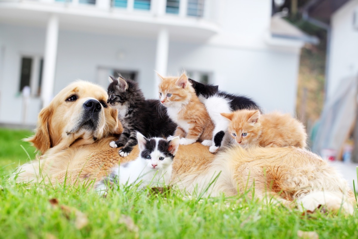 Dog and little cats together, enjoying on green grass.