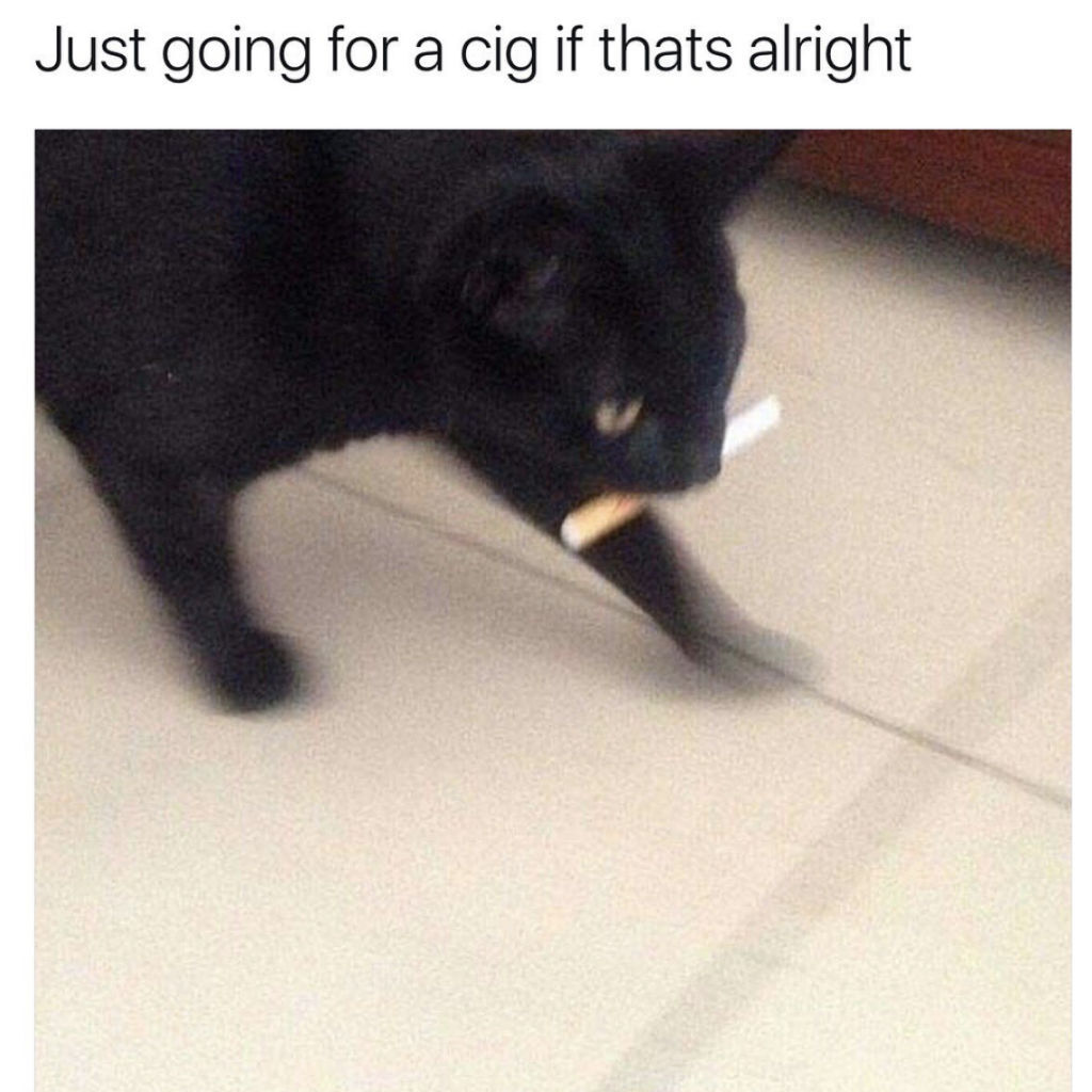 Going out cat memes