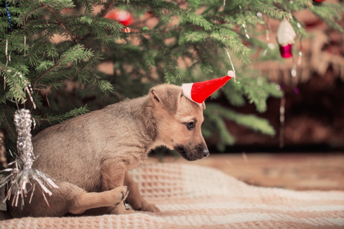 Cute dog in a christmas hat by a christmas tree