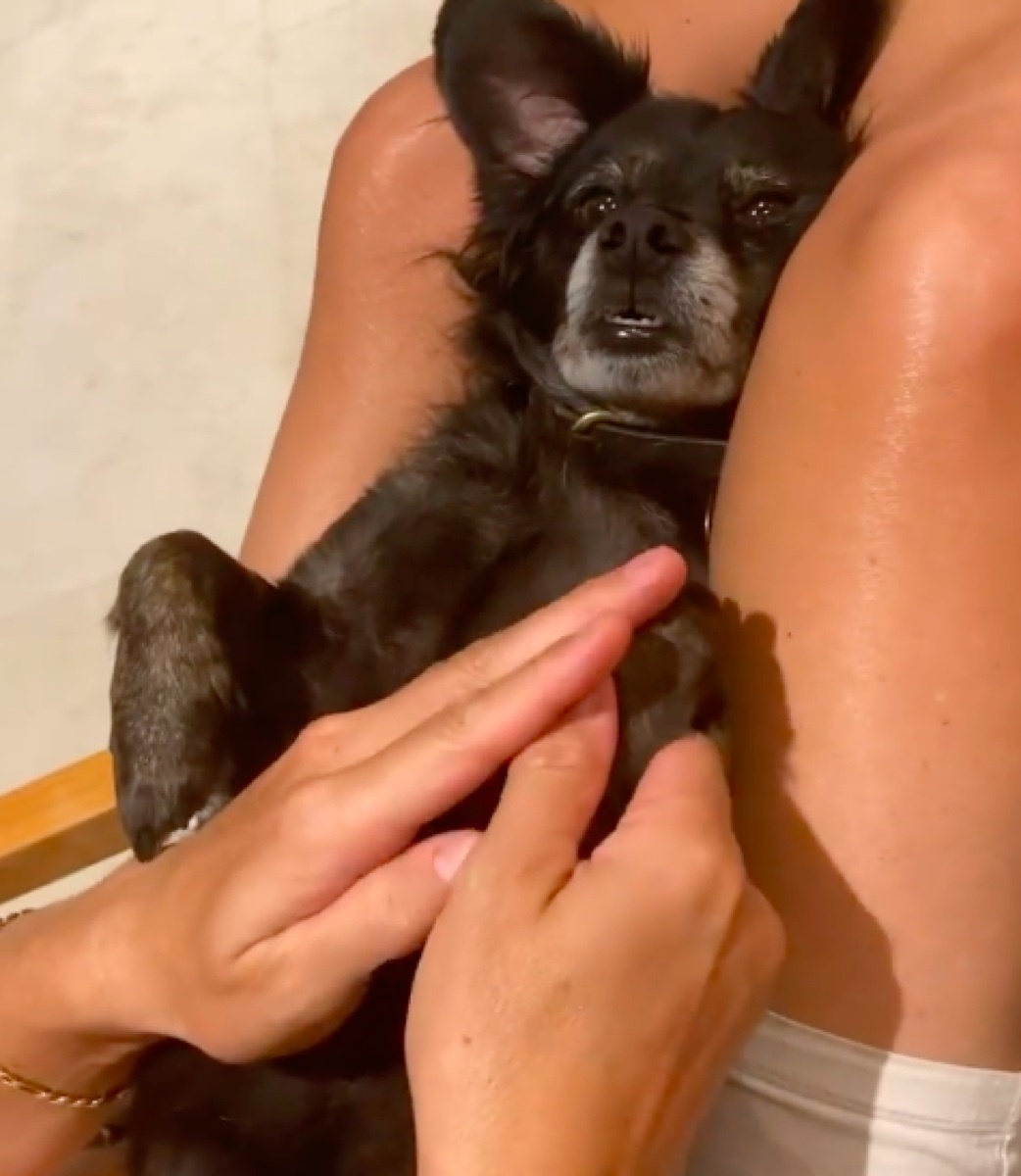 Camila Alves with dog Cheesy on Instagram