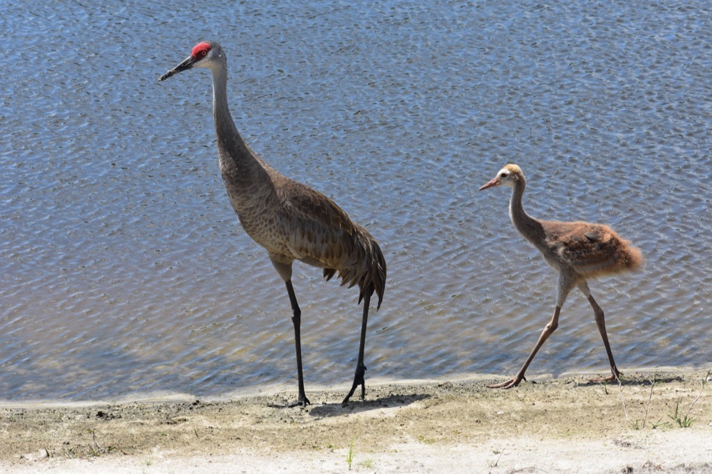 sandhill crane 30 oldest animals on earth
