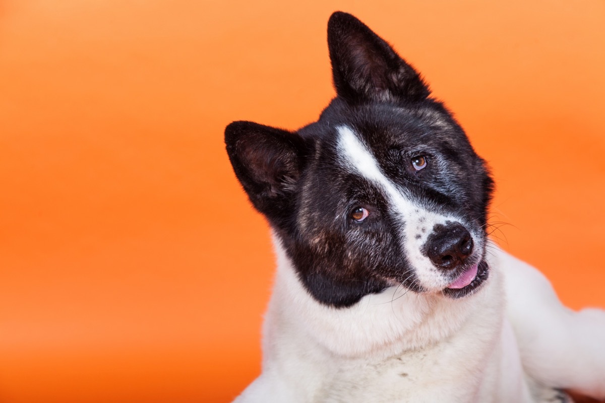 dog cocking his head to the side over an orange background
