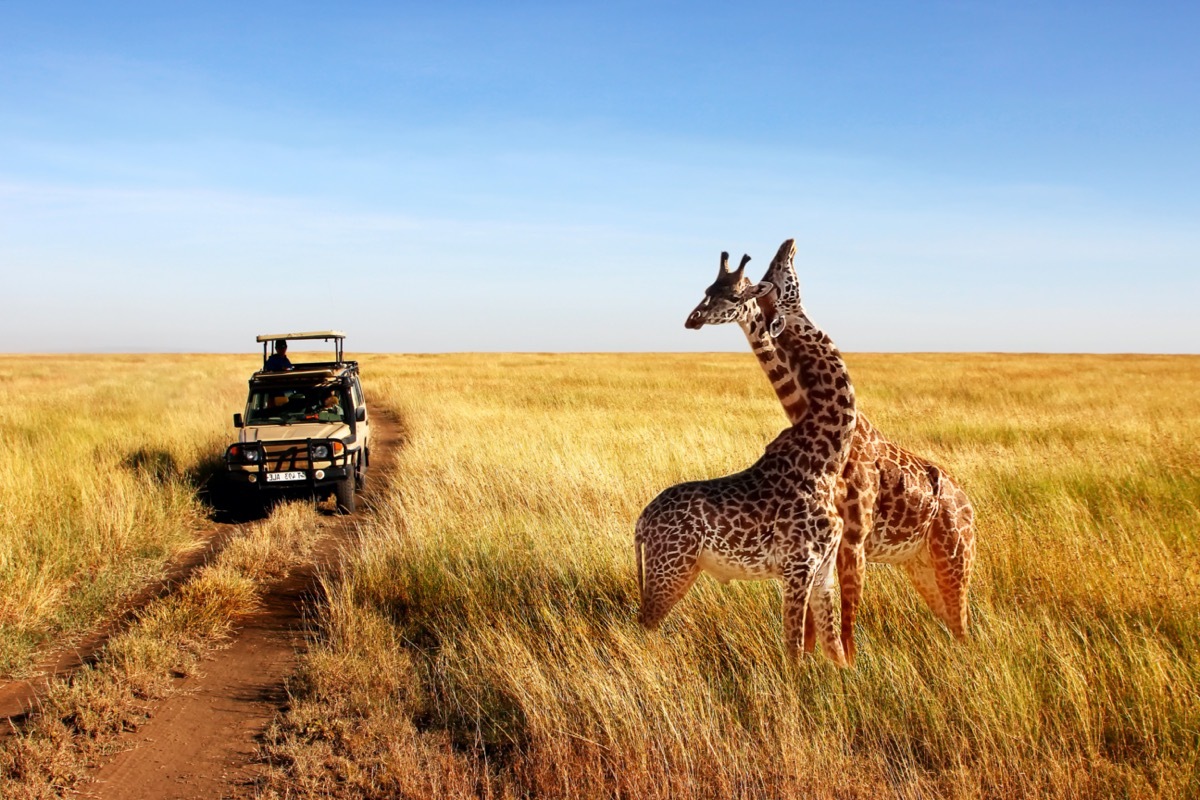two giraffes and a safari jeep in serengeti national park in tanzania