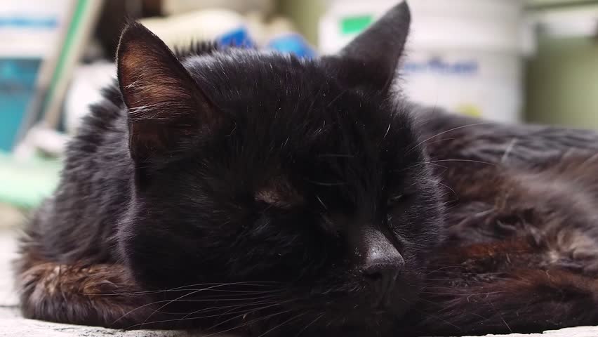 Image result for resting black cat