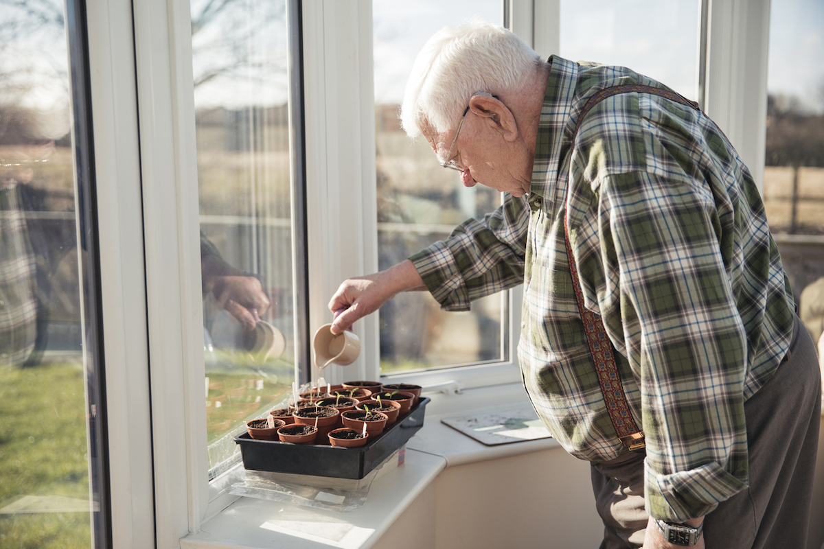 Senior man tending to his tomato plants in his conservatory.