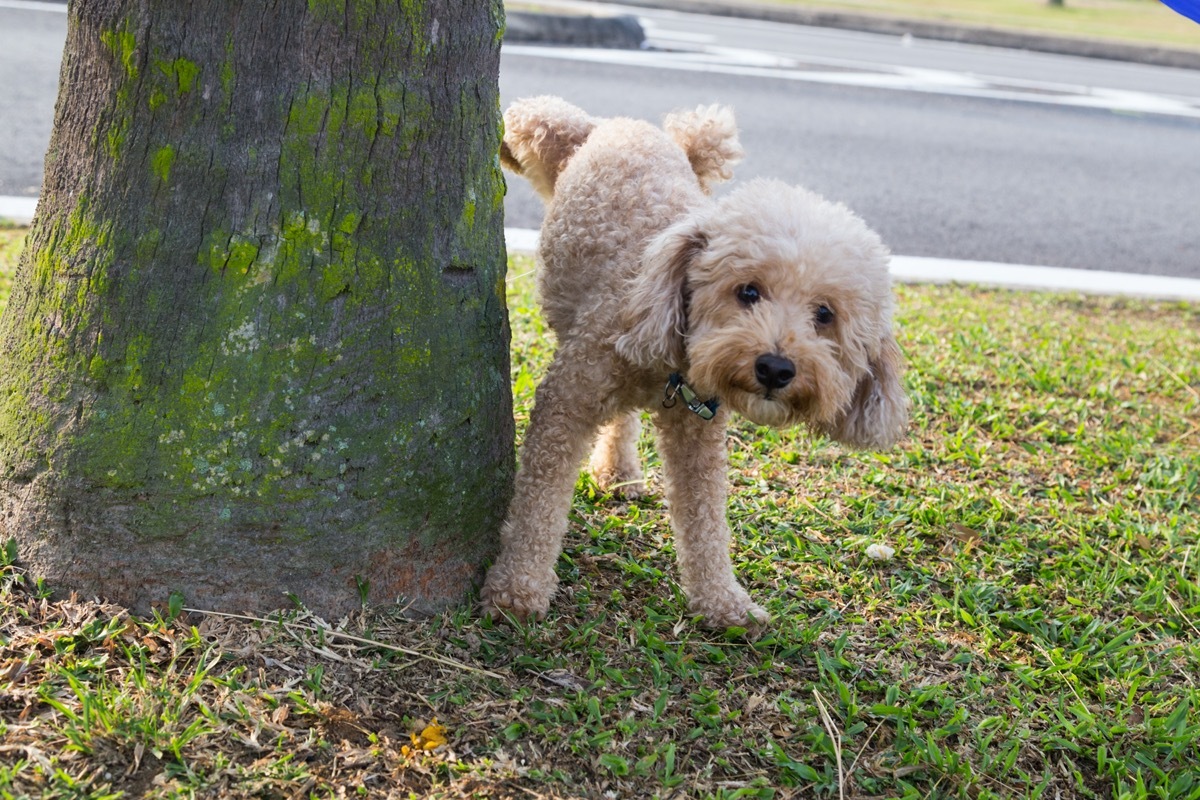 Poodle marking tree