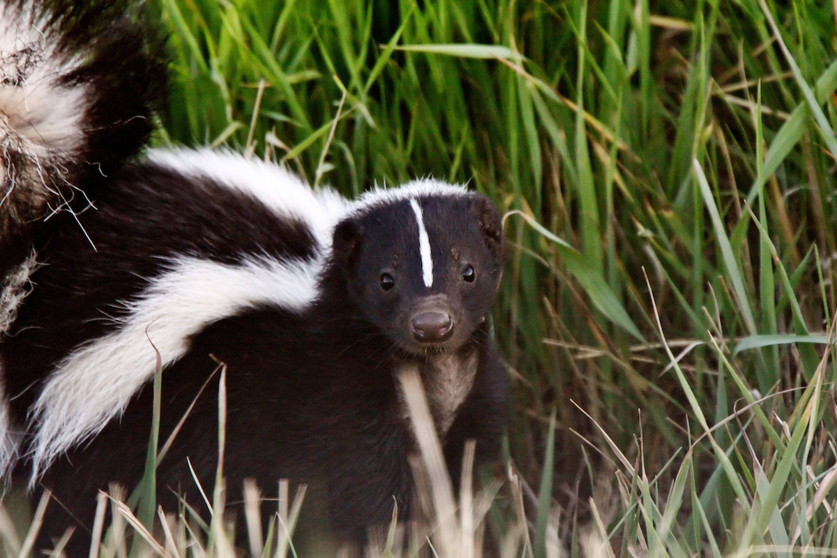 Young Striped Skunk in roadside ditch