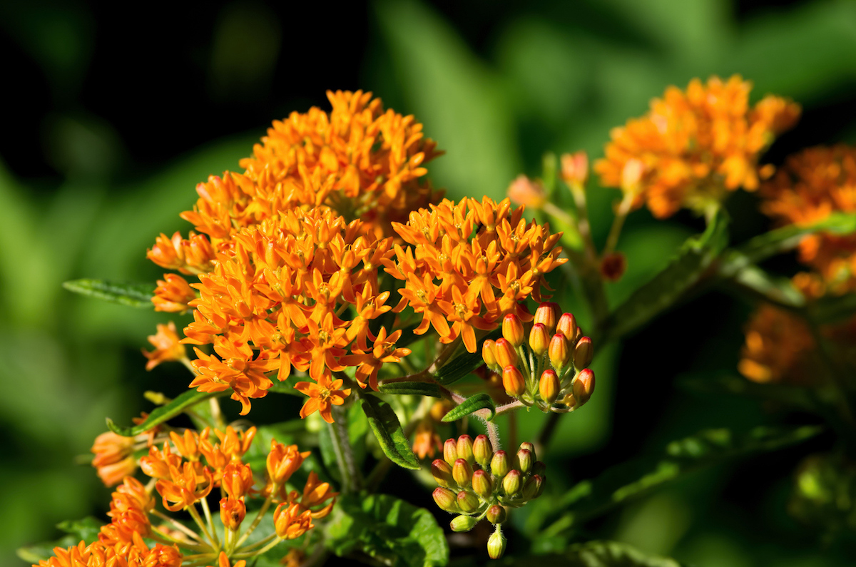 Closeup of an orange butterfly weed plant