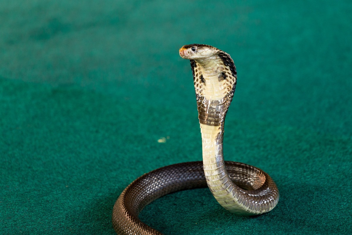 Royal cobra close-up with hood
