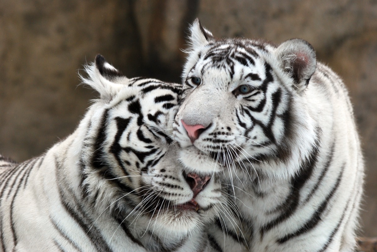 white tigers in love animals in love